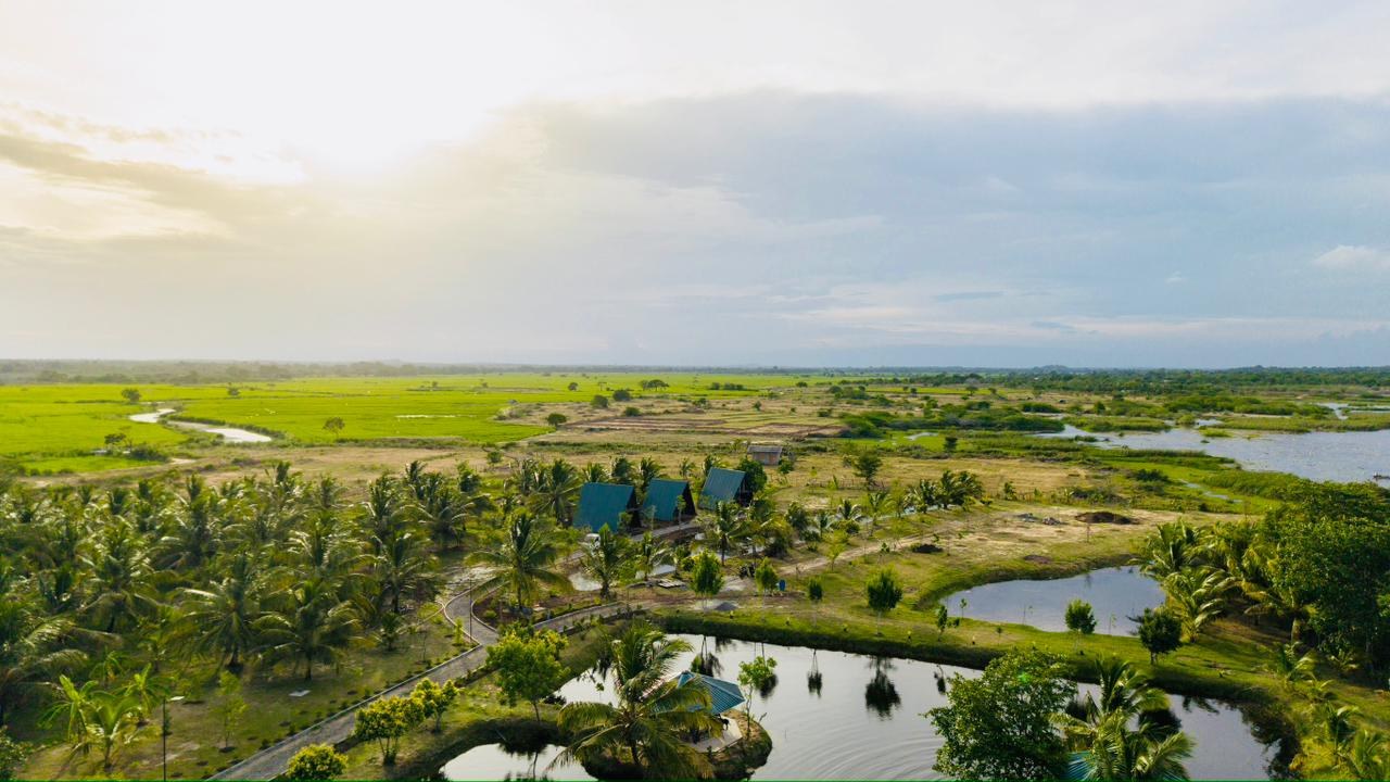 Lagoon and paddy nature view near Bundala Hambantota